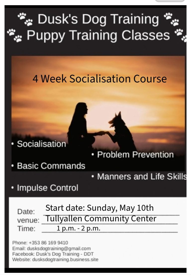 Dusk Dog Training