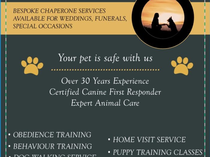 Dusk Dog Training